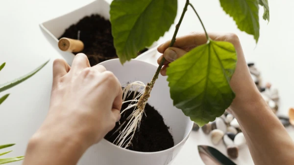 Kā paātrināt sakņu augšanu bez ķīmijas: pieci efektīvi dabiskie risinājumi
