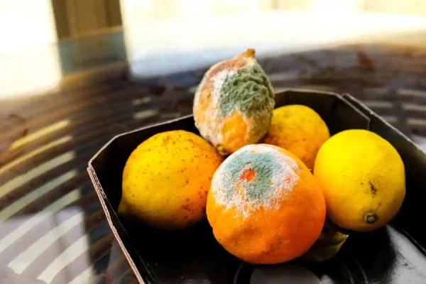 Dietoloģe skaidro atšķirības starp ēdamo un bīstamo pelējumu