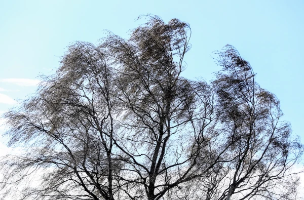 Nedēļas pirmajā dienā pūtīs auksts vējš, vietām būs īslaicīgi nokrišņi