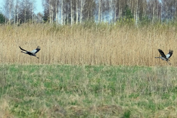 Otrdien turpinās pūst auksts ziemelis