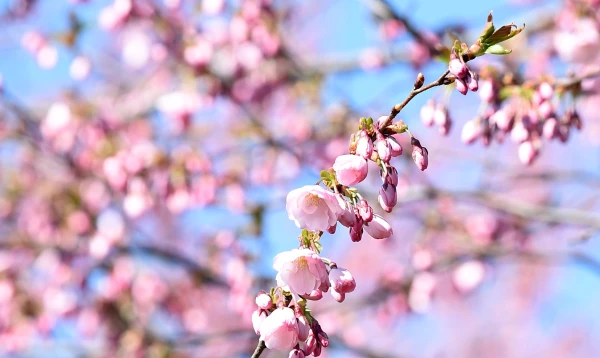 Maija pirmajā pusē vasarīgi siltas dienas mīsies ar vēsākām