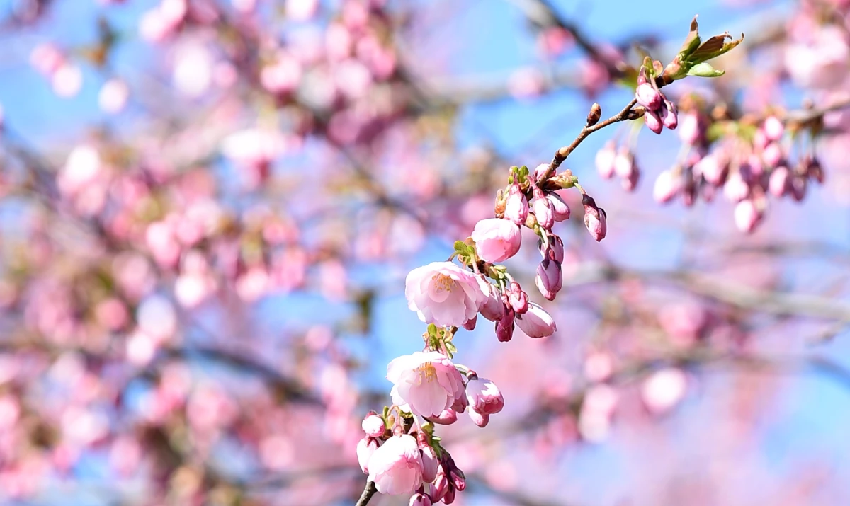 Maija pirmajā pusē vasarīgi siltas dienas mīsies ar vēsākām