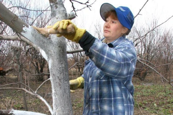 Kāda ir kaļķa loma dārzā?