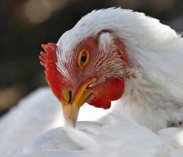 Kāpēc vista turpina kustēties pēc galvas nociršanas?