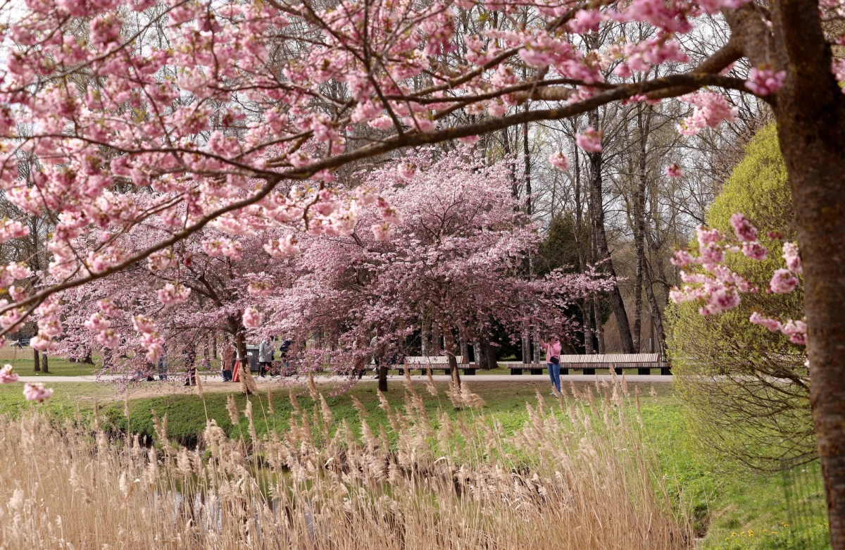 Aprīlis noslēdzas ar lietu: vietām iespējams slapjš sniegs