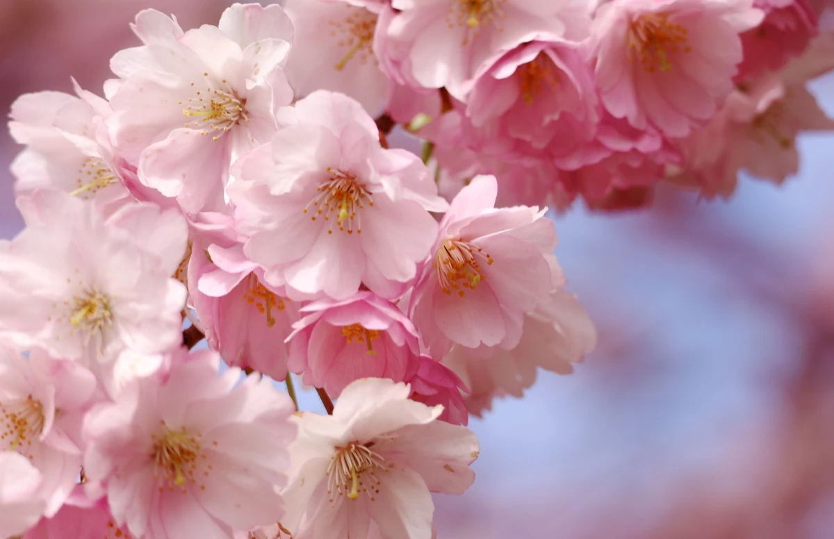 Brīvdienas būs vasarīgi siltas, vietām īslaicīgi līs un dārdēs pērkons