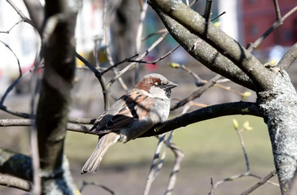Uzticība, neuzticība un šķiršanās: kā iekārtotas zvirbuļu ģimenes