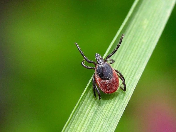 Zinātnieki noskaidroja, kuras suņu šķirnes visbiežāk pakļautas ērču kodumiem