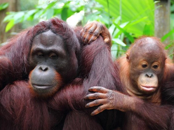 Kā orangutāns ar bojātu aci pats sadziedēja savu ievainojumu