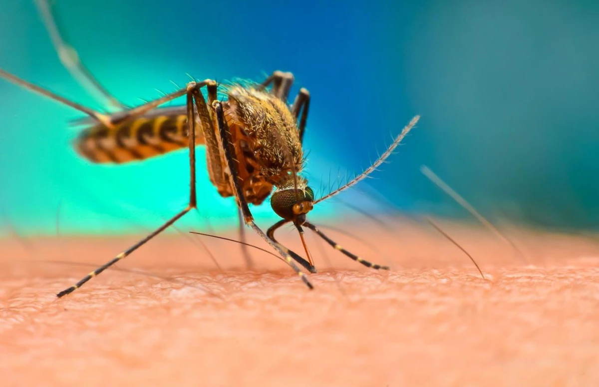 Kāpēc odi kož tieši jums: negaidīti iemesli