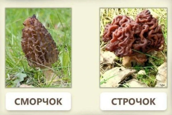 Kā atšķirt indīgās strečkas no ēdamajiem smorčokiem?