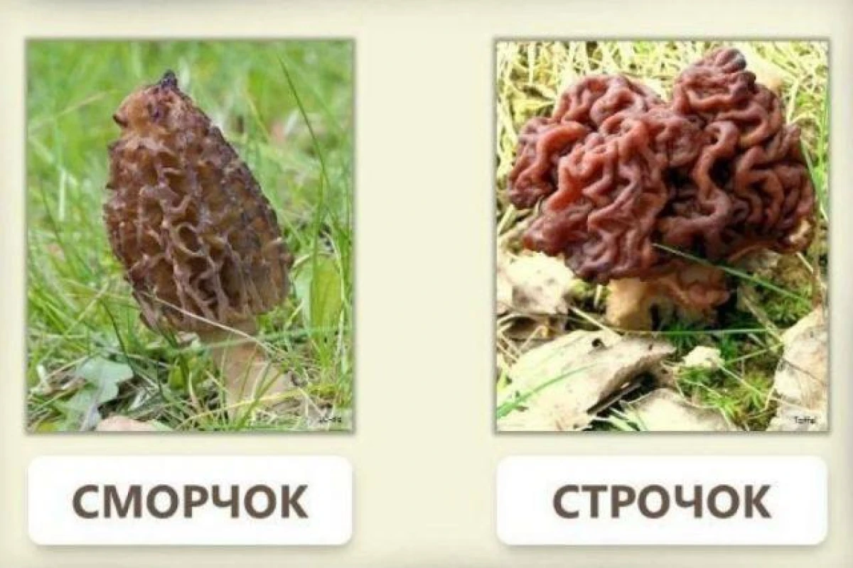 Kā atšķirt indīgās strečkas no ēdamajiem smorčokiem?