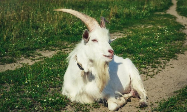 Kāpēc kāžiem ir bārda?