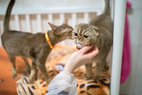 Kā sterilizācija ietekmē kaķa raksturu?