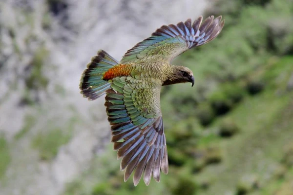Kea papagaiļi izprot varbūtību teorijas pamatus