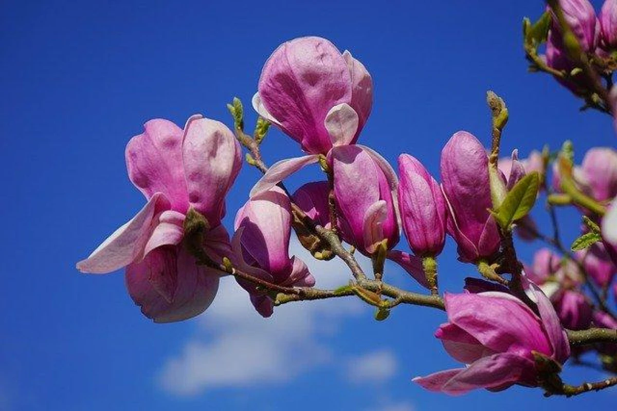Magnolijas krūms ir jau 1,6 metrus augsts, bet nav ziedējis… Kāpēc tā?
