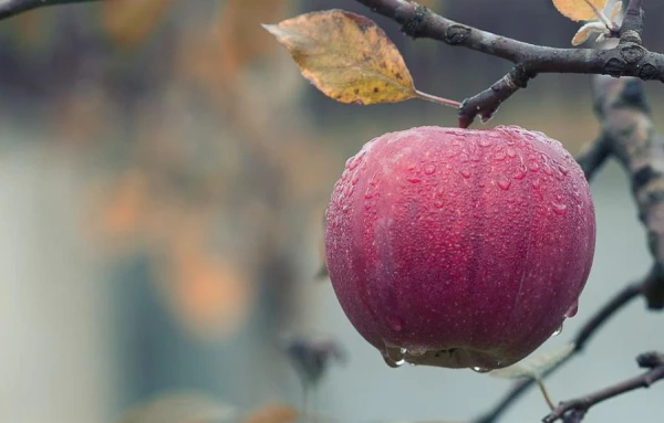 7 iemesli, kāpēc ābele nedod augļus